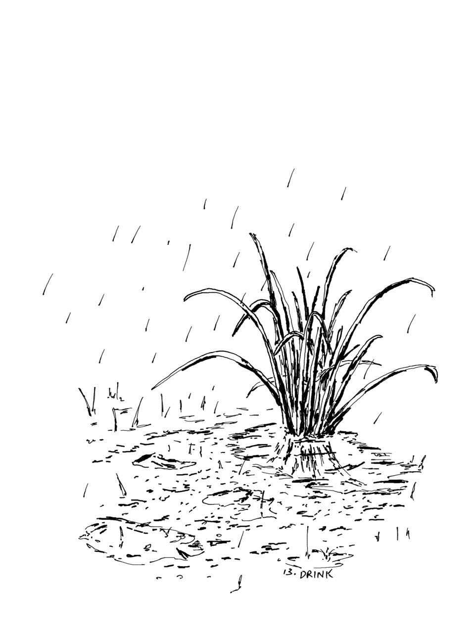 A plant with long, slender leaves in a muddy puddle during rainfall
